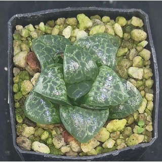 Haworthia 'Bubbles'「バブルズ（気 泡）」 Renny Wong hybrid